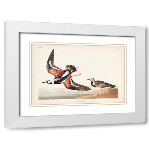 Pl. 304 Turn-stone White Modern Wood Framed Art Print with Double Matting by Audubon, John James