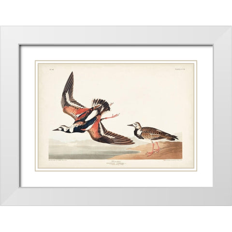 Pl. 304 Turn-stone White Modern Wood Framed Art Print with Double Matting by Audubon, John James