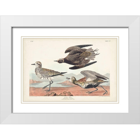Pl. 300 Golden Plover White Modern Wood Framed Art Print with Double Matting by Audubon, John James