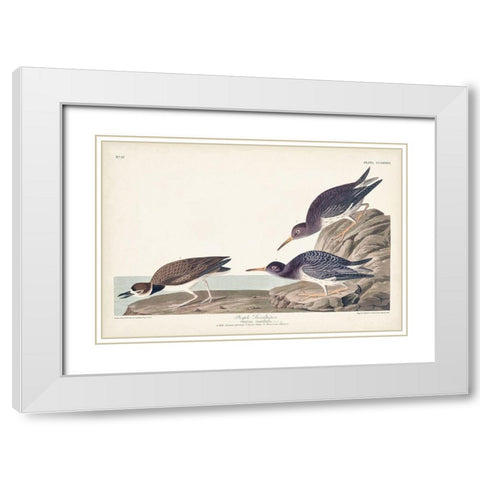 Pl. 284 Purple Sandpiper White Modern Wood Framed Art Print with Double Matting by Audubon, John James