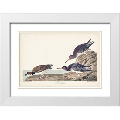 Pl. 284 Purple Sandpiper White Modern Wood Framed Art Print with Double Matting by Audubon, John James