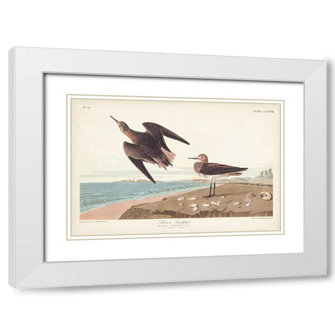 Pl. 278 Schins Sandpiper White Modern Wood Framed Art Print with Double Matting by Audubon, John James