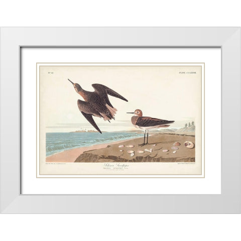 Pl. 278 Schins Sandpiper White Modern Wood Framed Art Print with Double Matting by Audubon, John James