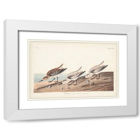 Pl. 230 Sanderling White Modern Wood Framed Art Print with Double Matting by Audubon, John James