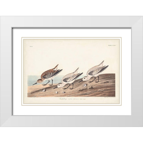 Pl. 230 Sanderling White Modern Wood Framed Art Print with Double Matting by Audubon, John James