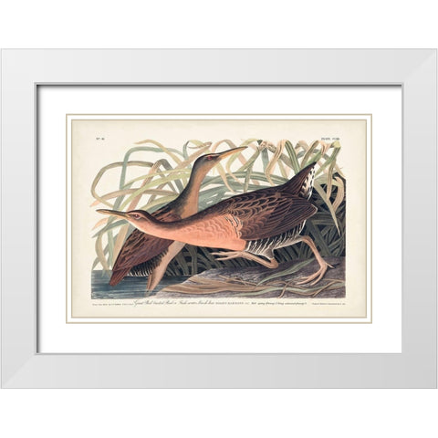 Pl. 203 Great Red-breasted Rail White Modern Wood Framed Art Print with Double Matting by Audubon, John James