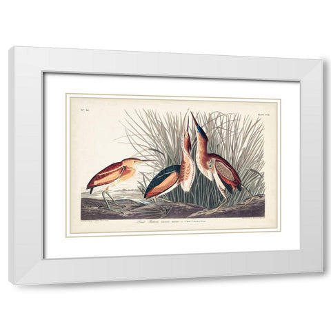 Pl. 210 Least Bittern White Modern Wood Framed Art Print with Double Matting by Audubon, John James