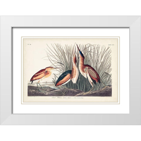 Pl. 210 Least Bittern White Modern Wood Framed Art Print with Double Matting by Audubon, John James