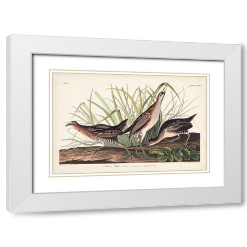 Pl. 233 Rail White Modern Wood Framed Art Print with Double Matting by Audubon, John James