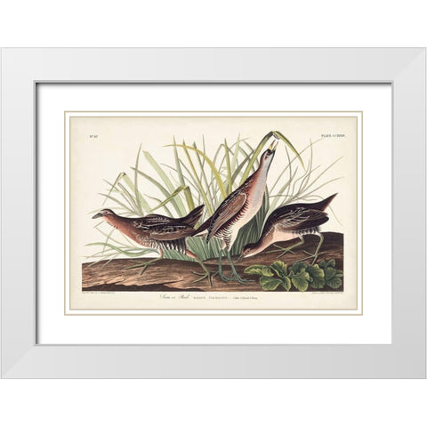 Pl. 233 Rail White Modern Wood Framed Art Print with Double Matting by Audubon, John James