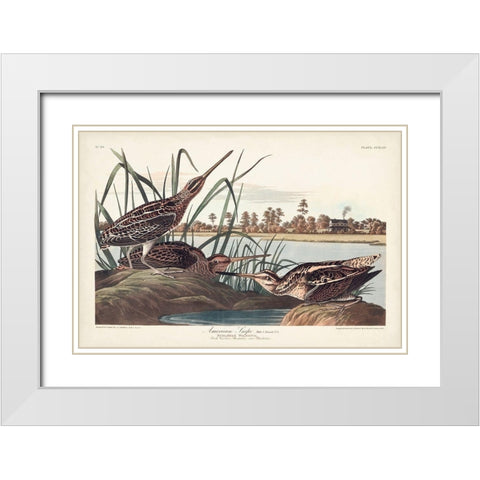 Pl. 243 American Snipe White Modern Wood Framed Art Print with Double Matting by Audubon, John James