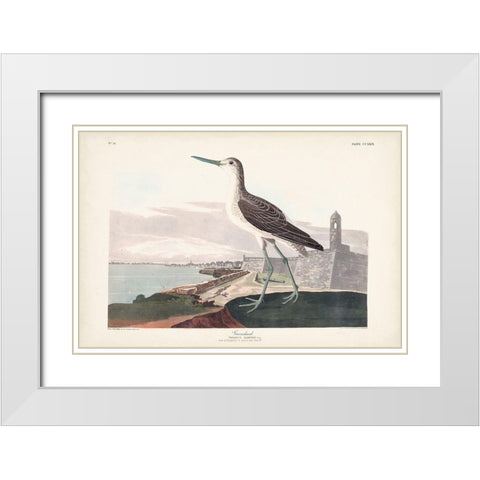 Pl. 269 Greenshank White Modern Wood Framed Art Print with Double Matting by Audubon, John James