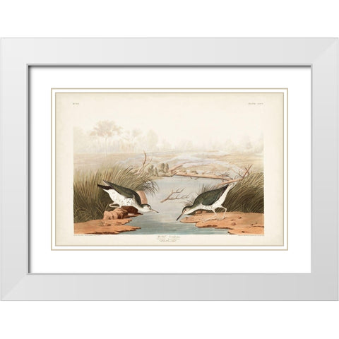 Pl. 310 Spotted Sandpiper White Modern Wood Framed Art Print with Double Matting by Audubon, John James
