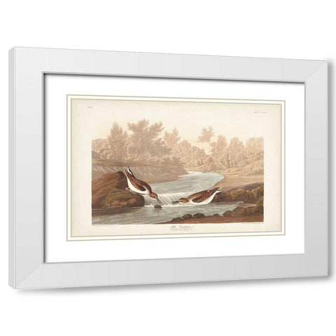 Pl. 320 Little Sandpiper White Modern Wood Framed Art Print with Double Matting by Audubon, John James