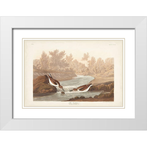 Pl. 320 Little Sandpiper White Modern Wood Framed Art Print with Double Matting by Audubon, John James