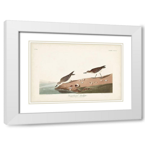 Pl. 405 Semipalmated Sandpiper White Modern Wood Framed Art Print with Double Matting by Audubon, John James