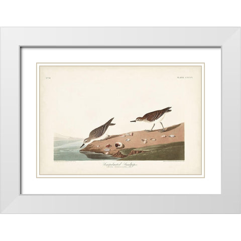 Pl. 405 Semipalmated Sandpiper White Modern Wood Framed Art Print with Double Matting by Audubon, John James