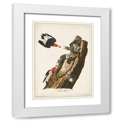 Pl. 27 Red-headed Woodpecker White Modern Wood Framed Art Print with Double Matting by Audubon, John James