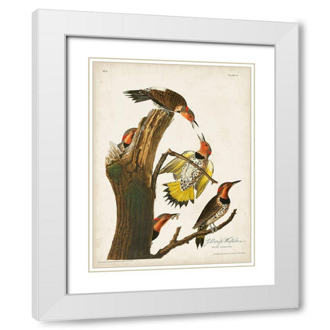 Pl. 37 Gold-winged Woodpecker White Modern Wood Framed Art Print with Double Matting by Audubon, John James