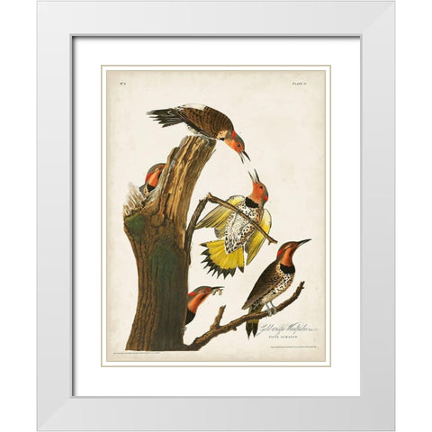 Pl. 37 Gold-winged Woodpecker White Modern Wood Framed Art Print with Double Matting by Audubon, John James
