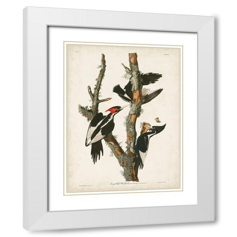 Pl. 66 Ivory-billed Woodpecker White Modern Wood Framed Art Print with Double Matting by Audubon, John James