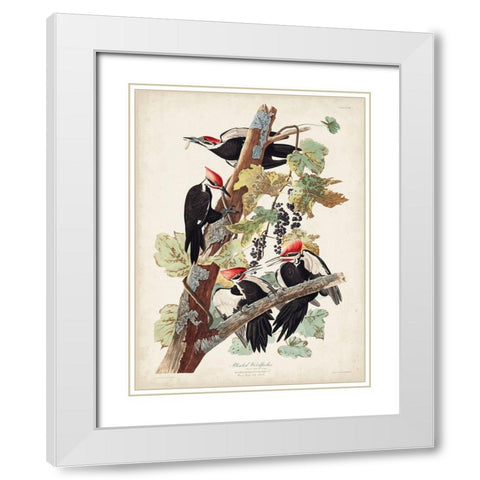 Pl. 111 Pileated Woodpecker White Modern Wood Framed Art Print with Double Matting by Audubon, John James