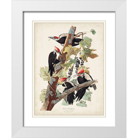 Pl. 111 Pileated Woodpecker White Modern Wood Framed Art Print with Double Matting by Audubon, John James