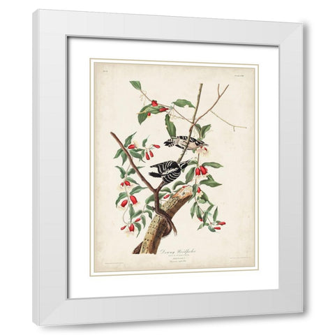 Pl. 112 Downy Woodpecker White Modern Wood Framed Art Print with Double Matting by Audubon, John James