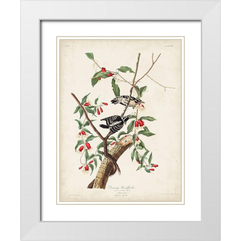 Pl. 112 Downy Woodpecker White Modern Wood Framed Art Print with Double Matting by Audubon, John James