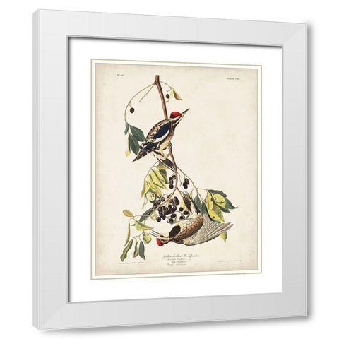 Pl. 190 Yellow-bellied Woodpecker White Modern Wood Framed Art Print with Double Matting by Audubon, John James