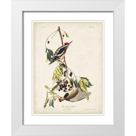 Pl. 190 Yellow-bellied Woodpecker White Modern Wood Framed Art Print with Double Matting by Audubon, John James