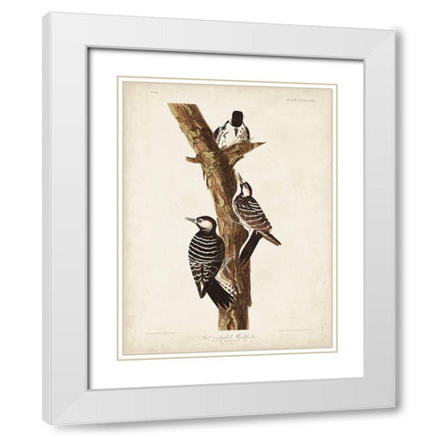 Pl. 389 Red-cockaded Woodpecker White Modern Wood Framed Art Print with Double Matting by Audubon, John James