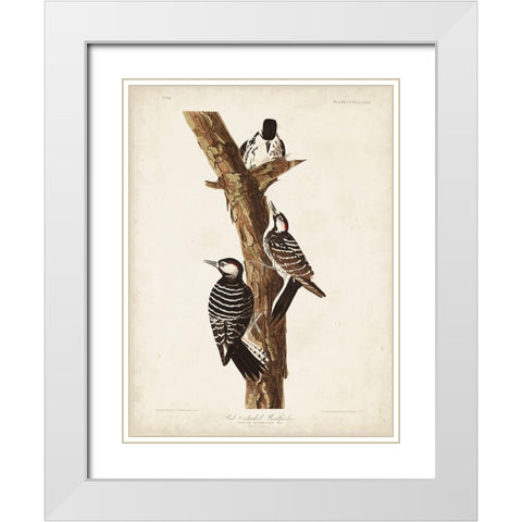 Pl. 389 Red-cockaded Woodpecker White Modern Wood Framed Art Print with Double Matting by Audubon, John James