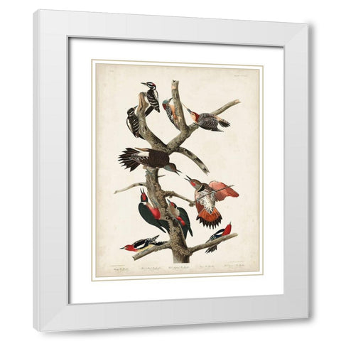 Pl. 416 Hairy Woodpecker White Modern Wood Framed Art Print with Double Matting by Audubon, John James