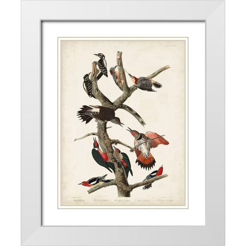 Pl. 416 Hairy Woodpecker White Modern Wood Framed Art Print with Double Matting by Audubon, John James