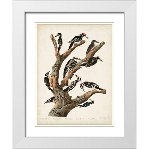 Pl. 417 Marias Woodpecker White Modern Wood Framed Art Print with Double Matting by Audubon, John James