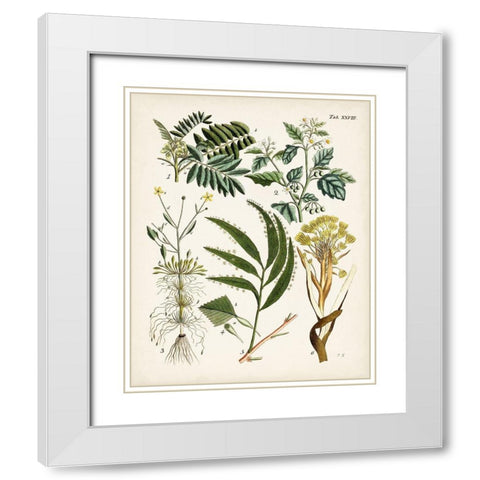 Fanciful Ferns I White Modern Wood Framed Art Print with Double Matting by Unknown