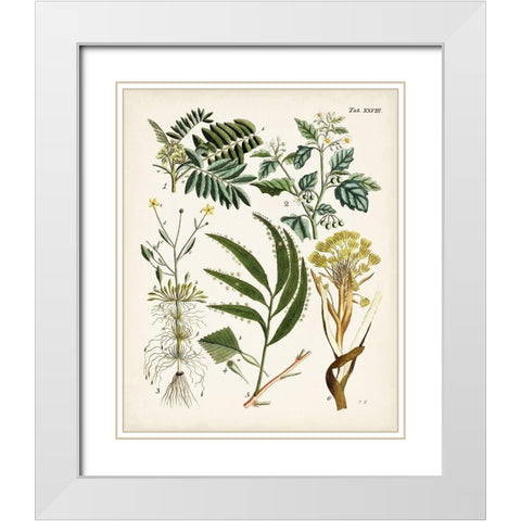 Fanciful Ferns I White Modern Wood Framed Art Print with Double Matting by Unknown
