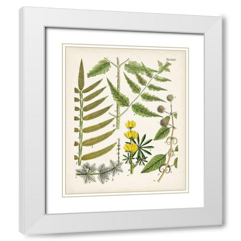 Fanciful Ferns II White Modern Wood Framed Art Print with Double Matting by Unknown