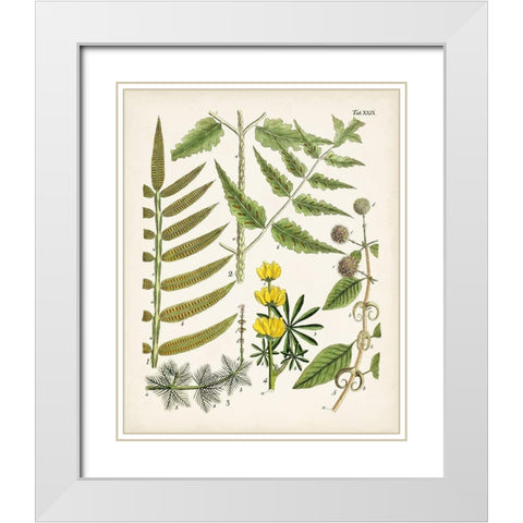 Fanciful Ferns II White Modern Wood Framed Art Print with Double Matting by Unknown