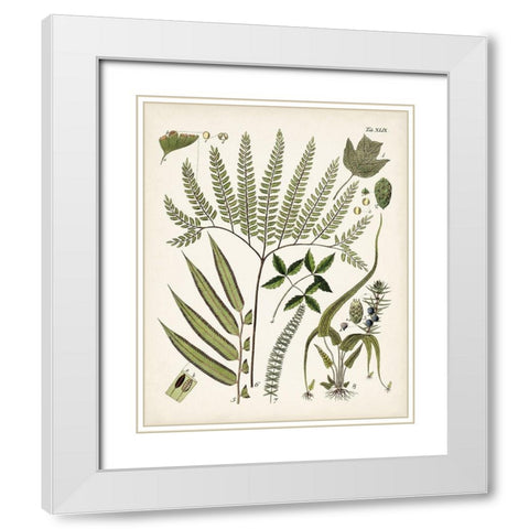 Fanciful Ferns III White Modern Wood Framed Art Print with Double Matting by Unknown