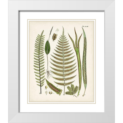 Fanciful Ferns V White Modern Wood Framed Art Print with Double Matting by Unknown