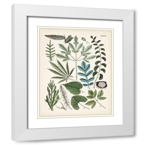 Fanciful Ferns VII White Modern Wood Framed Art Print with Double Matting by Unknown