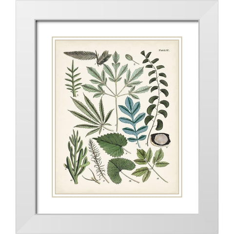 Fanciful Ferns VII White Modern Wood Framed Art Print with Double Matting by Unknown
