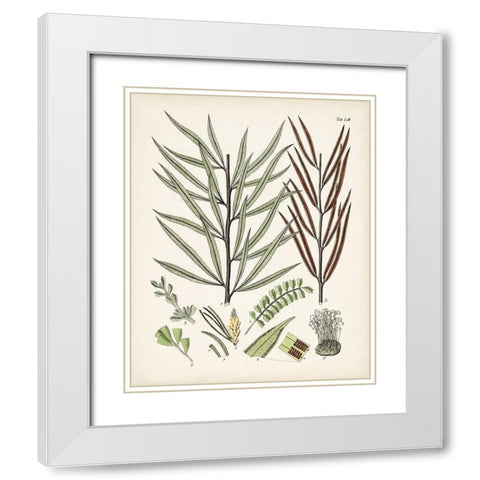 Fanciful Ferns VIII White Modern Wood Framed Art Print with Double Matting by Unknown