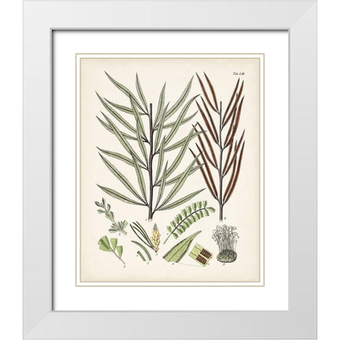 Fanciful Ferns VIII White Modern Wood Framed Art Print with Double Matting by Unknown