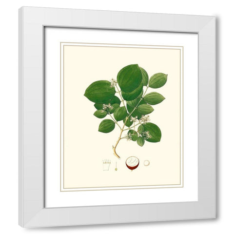 Spring Green Foliage I White Modern Wood Framed Art Print with Double Matting by Unknown