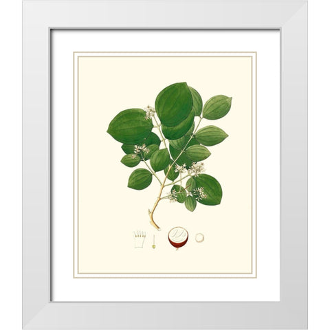 Spring Green Foliage I White Modern Wood Framed Art Print with Double Matting by Unknown