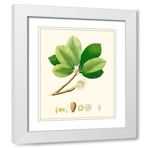 Spring Green Foliage II White Modern Wood Framed Art Print with Double Matting by Unknown