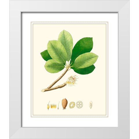 Spring Green Foliage II White Modern Wood Framed Art Print with Double Matting by Unknown